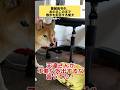 なにわのライオン。 #柴犬