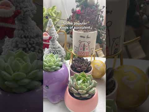 Succulents that will go dormant in winter ❄ #succulentsbox #echeveria #sempervivum #dormant #shorts