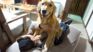 ママのYogiboを力技で奪いに来る愛犬ww