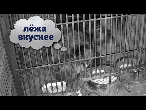 Ленивый завтрак медведя Мансура 😄🍎 Lazy breakfast of bear Mansur