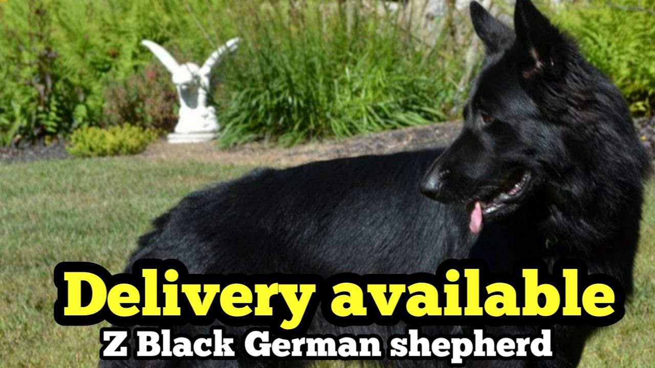 german shepherd z black