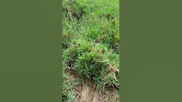 سورة البقرة آية ٥٠