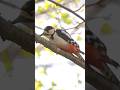 アカゲラ Great Spotted Woodpecker