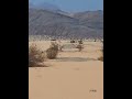 واحة نخيلة غرندل وادي عربة اوصف هجمة غرندل كل فن اجيبه ع فنه مغامرة Jordan Adventure Jehadof واحة نخيلة غرندل وادي عربة اوصف هجمة غرندل كل فن اجيبه ع فنه مغامرة Jordan Adventure Jehadof