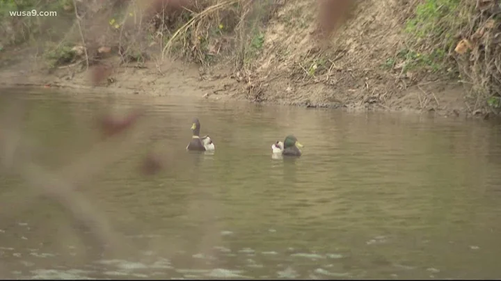 Environmental impact of road salt on DMV waterways