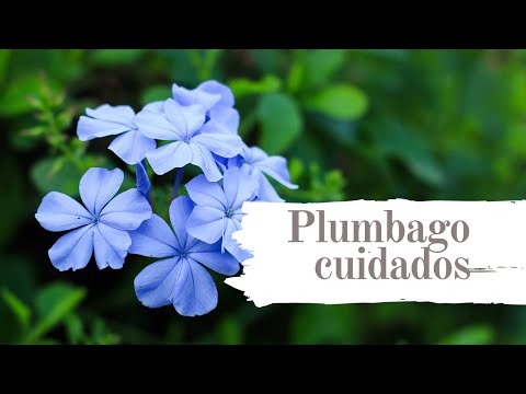 Video: Cuidado del plumbago: dónde y cómo cultivar una planta de plumbago