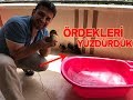 Ördekleri Yüzdürdük