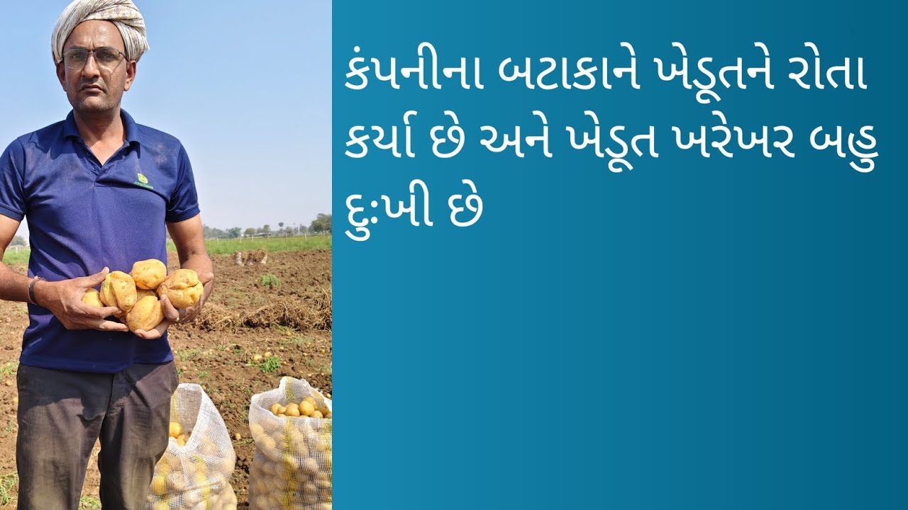 ખેડૂતની બહુ જ કપરી દશા થઈ છે ભાઈ નથી કંપની વાળા જવાબ આપતા નથી કોઈ વ્યાપારી #farming #trending 