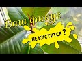 Что нужно, чтобы фикус кустился?