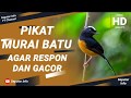 PIKAT MURAI BATU!! agar Respon Dan GACOR! |  TEGALSTORY