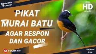 PIKAT MURAI BATU!! agar Respon Dan GACOR! |  TEGALSTORY