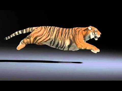 Running tiger animation - YouTube