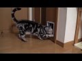 ネコ用ドアをつけました