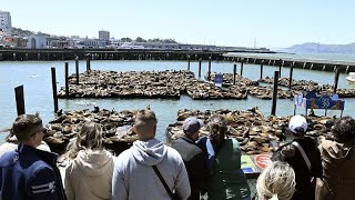 Sea Lions&#39; Spectacular Return Brings Joy to San Francisco&#39;s pier 39