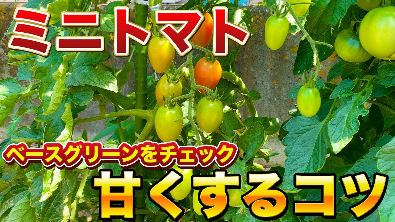 Cultivating Mini Tomatoes] Check the base green! An easy way to