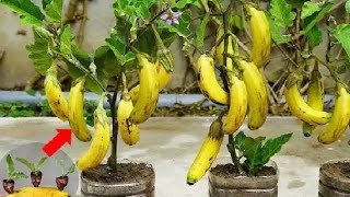 terong berbuah pisang..ilmu pertanian Modern