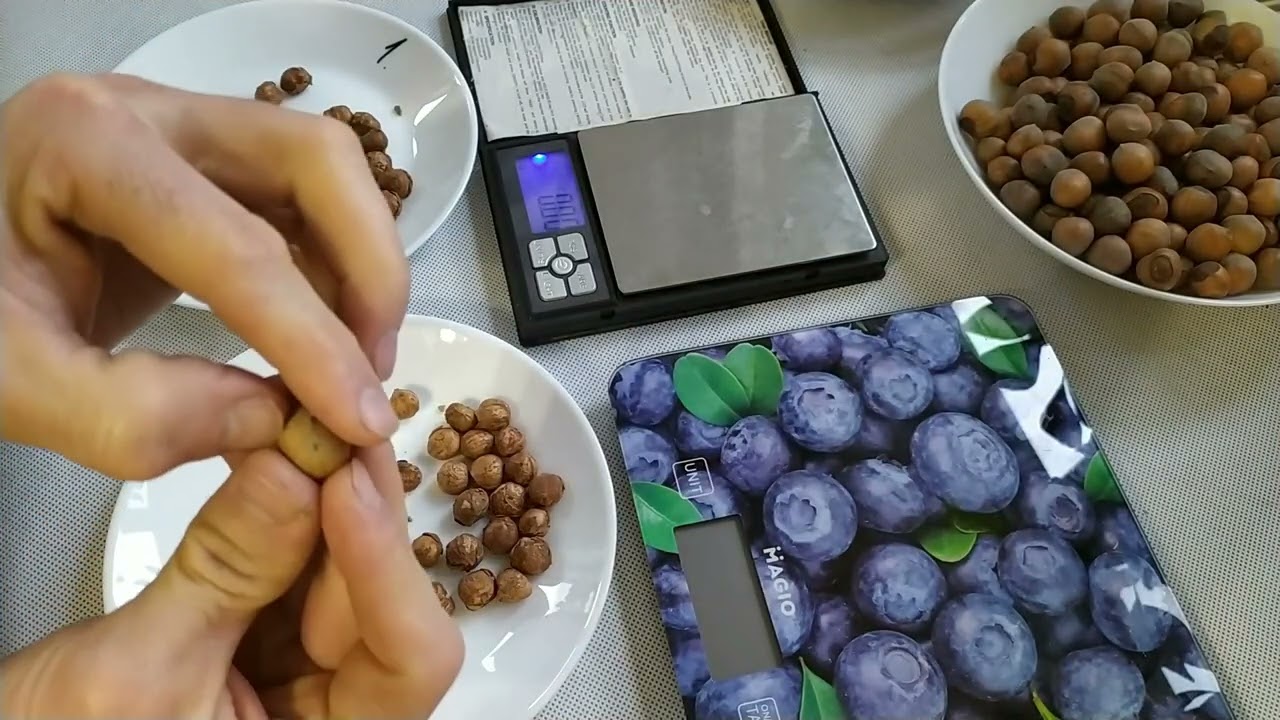 ФУНДУК СОРТУ ВЕПСТЕР - WEPSTER HAZELNUT. Детальний огляд...🇺🇦🇺🇦🇺🇦