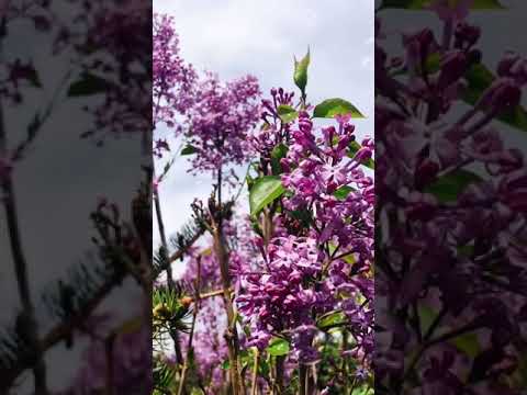 Video: Clusia (33 Fotoattēli): Rūpes Par Ziedu Mājās, Rozā Un Citu Sugu Kopuma Apraksts. Tās Pavairošanas Metodes