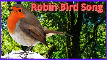 🦜 robin bird sounds  🦜 Beautiful robin bird sound 🦜 The Loudest Robin Ever