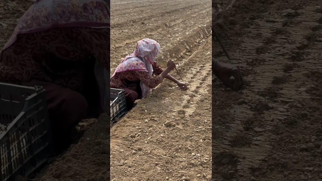 Sowing of Garlic g1 on beds  