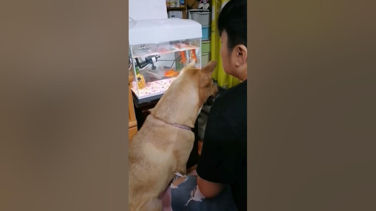 dog-act-when-they-want-paying-attention-youtube