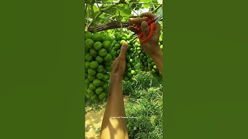 Grapes Fruit Thinning Technique !