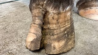 WORST HOOF CRACK