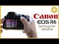 Canon R6 Settings For Wildlife Photography
