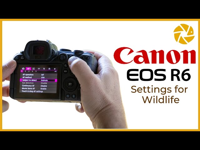 Canon R6 Settings For Wildlife Photography