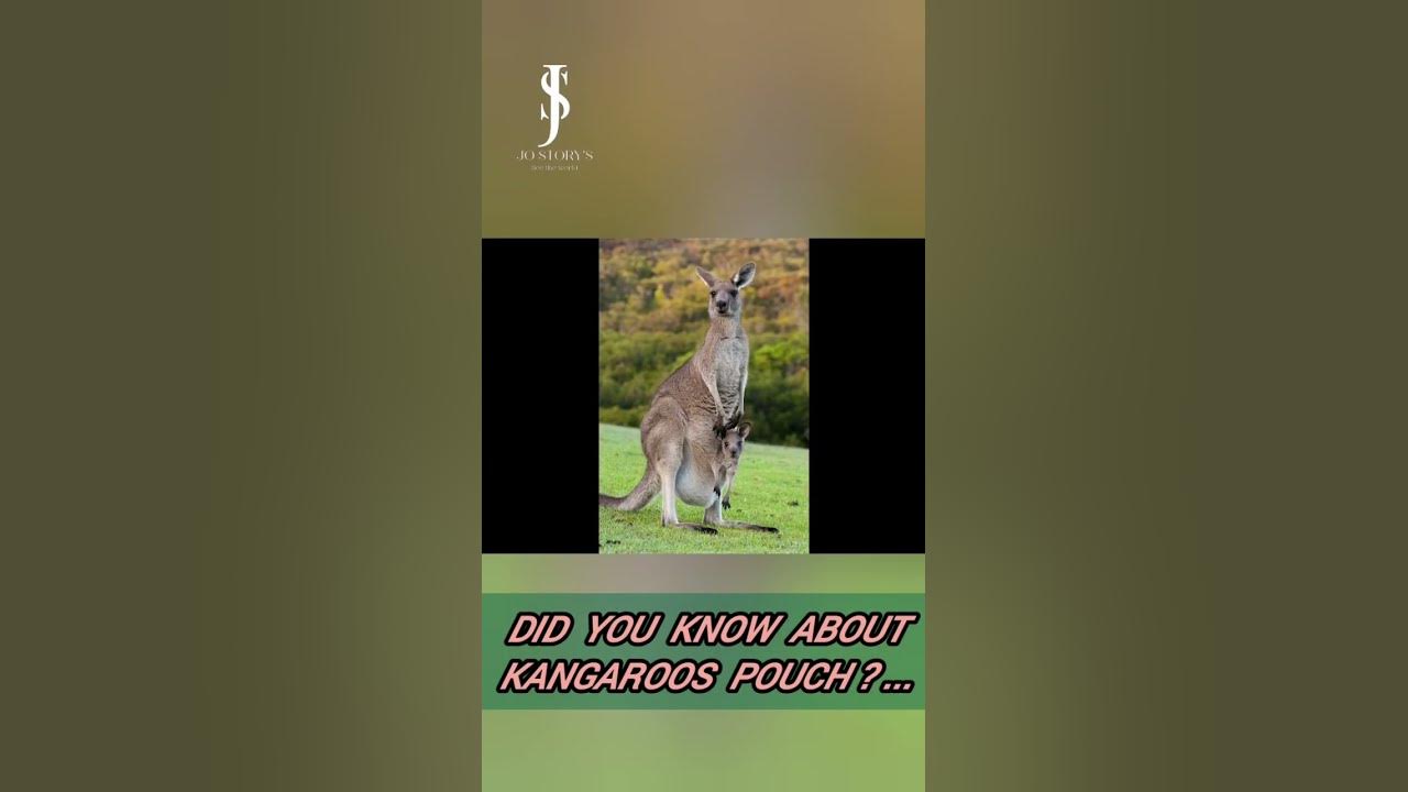 did you know about kangaroos pouch ?🤔🤔 YouTube