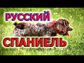 Русский охотничий спаниель - самая популярная собака для охоты