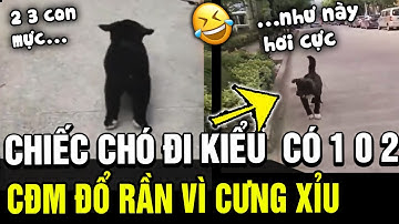 Sở hữu bộ lông "ĐEN NHƯ MỰC", chú thỏ khiến cđm đổ rần rần vì vì độ đáng yêu "CƯNG XỈU" | TÁM TV
