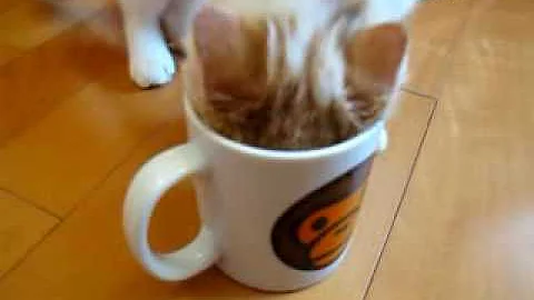 Video 5263151: exotic shorthair kitty, exotic shorthair cat, cat drinking water