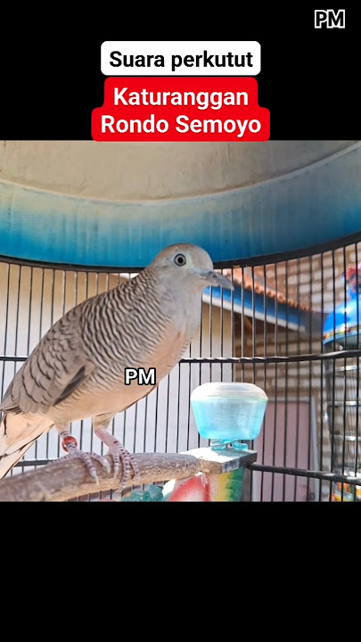 perkutut katuranggan rondo semoyo suara besar #shortvideo