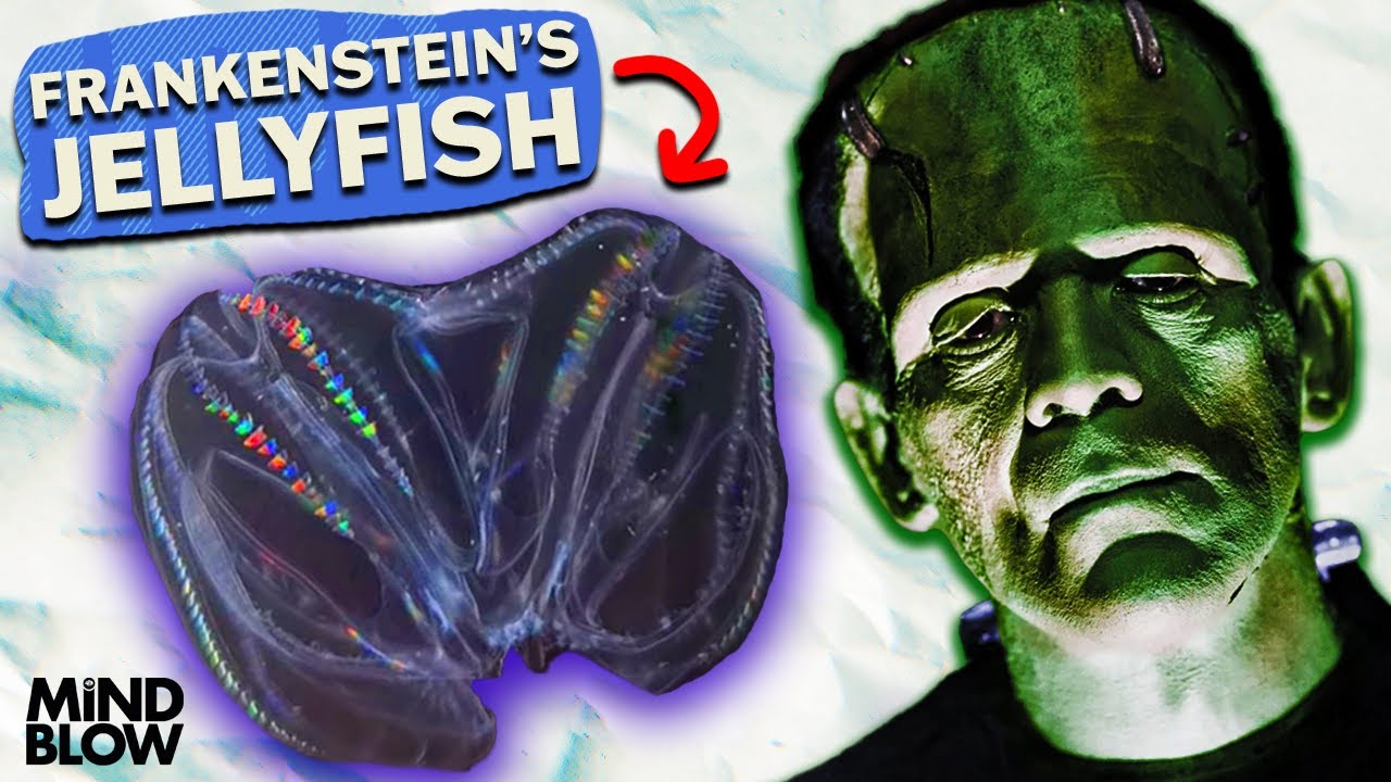 Jellyfish are COMBINING!? - Mind Blow #136