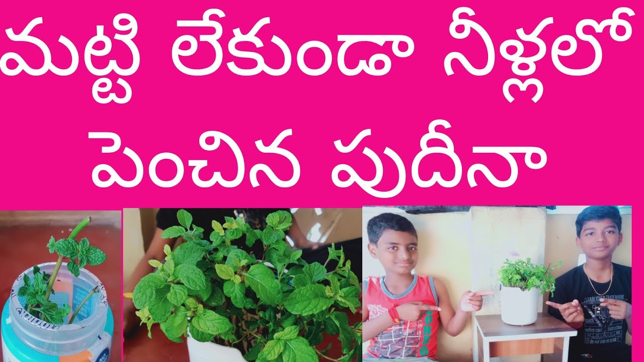 Growing Mint Plant In Water Without Soil YouTube growing-mint-plant-in-water-without-soil-youtube