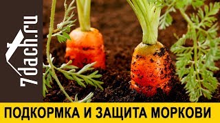 🥕 Как Подкормить Морковь И Защитить Её От Морковной Мухи - 7 Дач