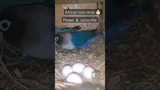 ? Mesmerizing Egg Hatching Moments with African Love Birds! | My Pets My Garden