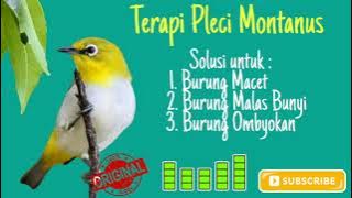 Pleci Montanus (Terapi burung macet, malas bunyi & burung ombyokan)
