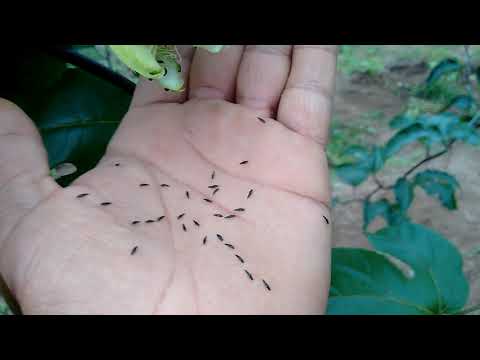 Vídeo: Como Lidar Com Tripes Do Tabaco, ácaros Da Aranha, Pulgões Do Melão