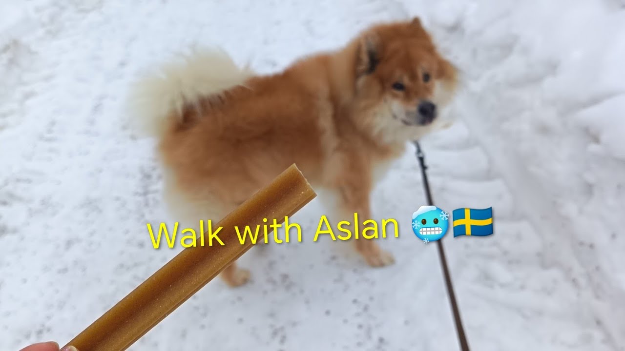 Walk with Eri and Aslan 🦮🇸🇪🥶 