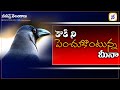 Watch: A woman raising a Crow in Khammam