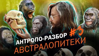 видео: Реконструкции австралопитеков: Станислав Дробышевский. #Антропо_разбор 3 картинка: Реконструкции австралопитеков: Станислав Дробышевский. #Антропо_разбор 3