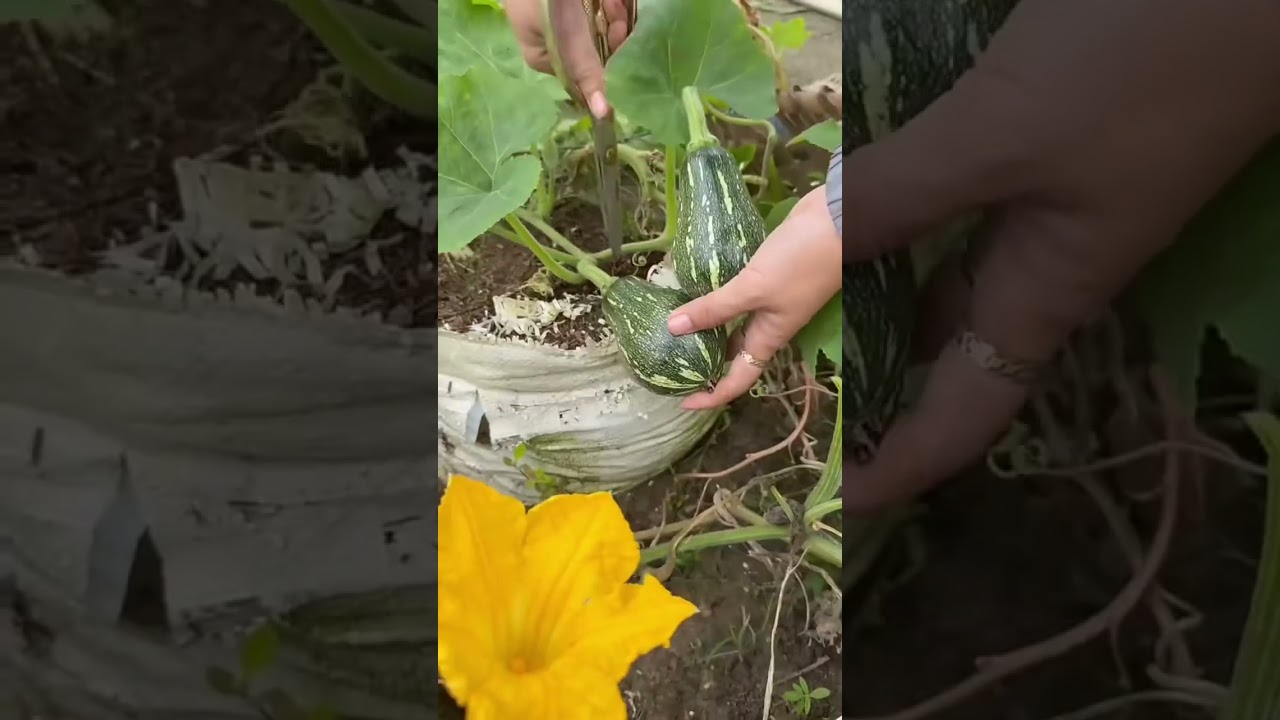 Harvesting Fresh Green Zucchini Every Day