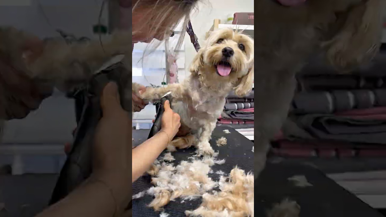 How Much Fur Does This Dog Actually Have 