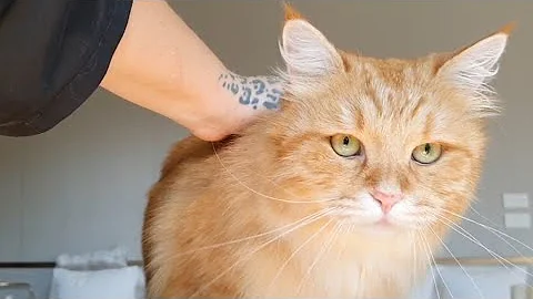 Watch the video about Red Siberian Cat Grooming 😻💖✂️ - Toelettatura Gatto Siberiano Rosso 😻💖✂️ #siberiancat
