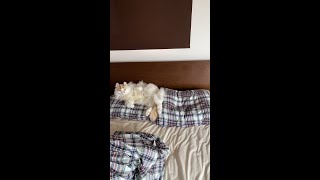 Crおじじの30日間のyoutube登録者数推移とプロフィール詳細 Trendly