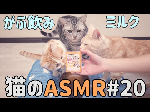 【ASMR】ミルクをがぶ飲みする音！ 猫の咀嚼音？ #20
