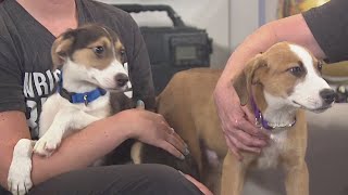 Pet Rescue Spotlight: Wright Way Rescue