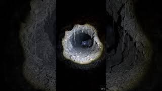 Short-Tailed Weasel POV | Fast Little Hunter on the Move #shorts